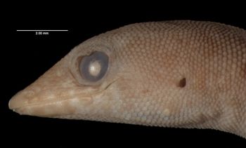 Media type: image;   Herpetology R-10786